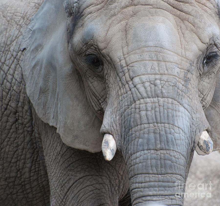 African Elephant Photograph by Bianca Nadeau