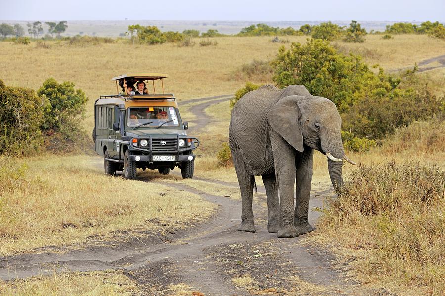 African Elephant Photograph by Bildagentur-online/mcphoto-schulz
