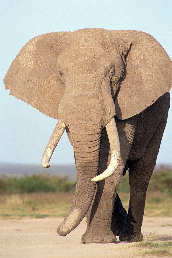 African Elephant Bull Amboseli Photograph by Gerry Ellis