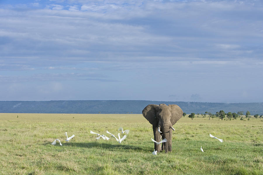 African Elephant Bull And Cattle Egrets Photograph by Elliott Neep
