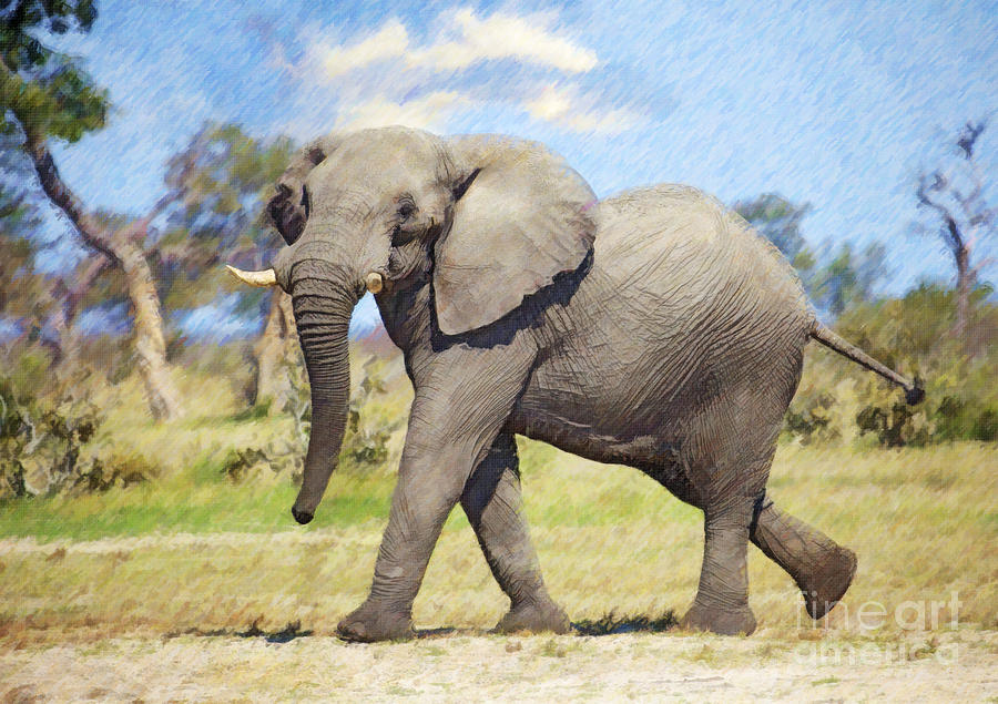 African Elephant Bull Digital Art by Liz Leyden