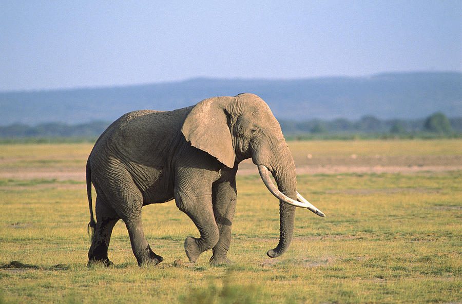 African Elephant Bull On Grassland Photograph by Gerry Ellis