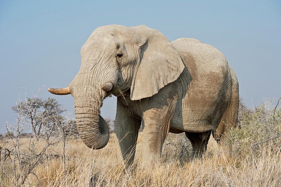 African Elephant Bull Photograph by Tony Camacho