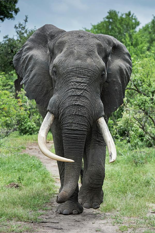 African Elephant Bull With Large Tusks Photograph by Tony Camacho/science Photo Library