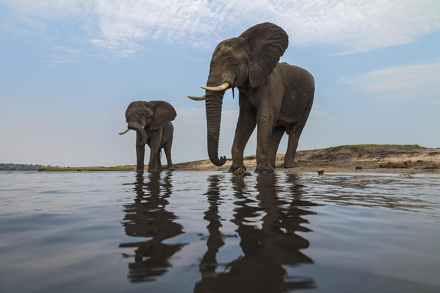 African Elephant Bulls Along Chobe Photograph by Vincent Grafhorst