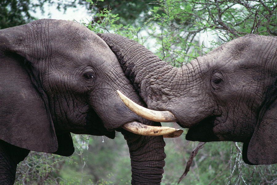 African Elephant Bulls Fighting Photograph by Peter Chadwick/science Photo Library
