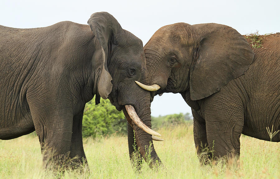 African Elephant Bulls Play-fighting Photograph by Perry de Graaf