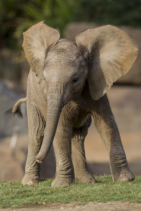 African Elephant Calf Displaying Photograph by San Diego Zoo