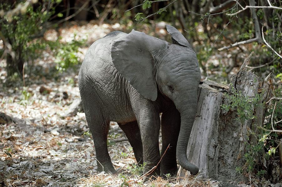 African Elephant Calf Photograph by Dr P. Marazzi/science Photo Library