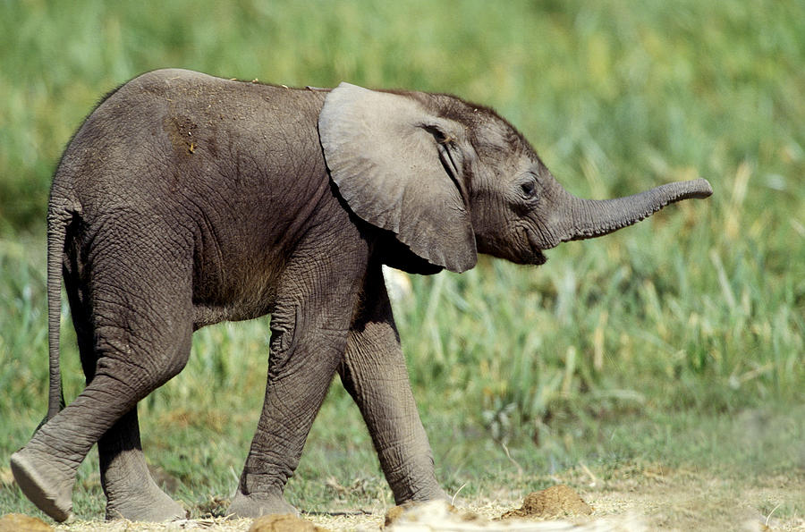 african elephant and calf