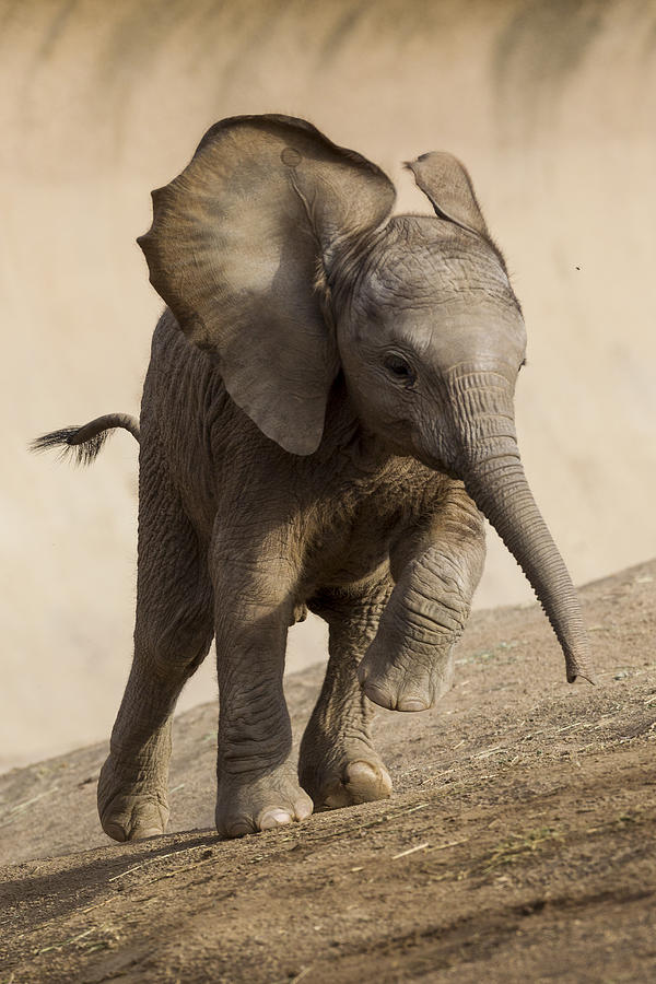 African Elephant Calf Running Photograph by San Diego Zoo