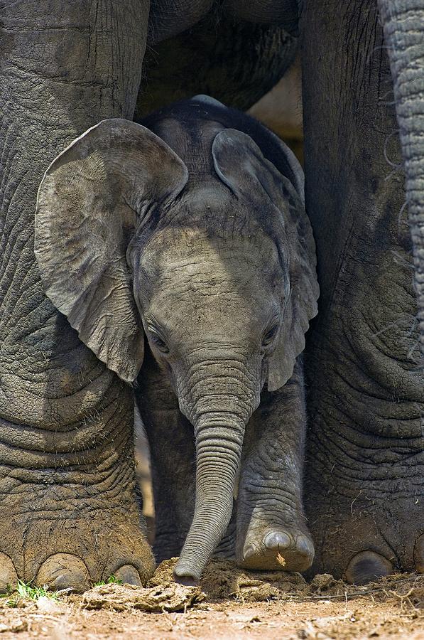 african elephant and calf