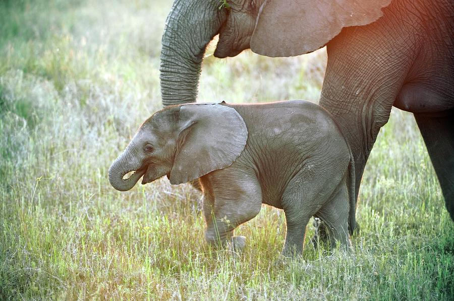 African Elephant Calf With Its Mother Photograph by Dr P. Marazzi/science Photo Library