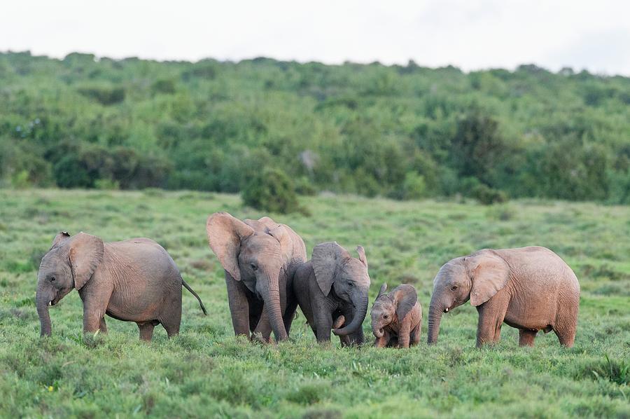 African Elephant Calves Greeting Photograph by Science Photo Library African Elephant Calves Greeting Photograph by Science Photo Library