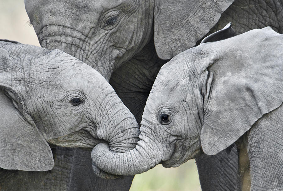 African Elephant Calves Loxodonta Photograph by Panoramic Images