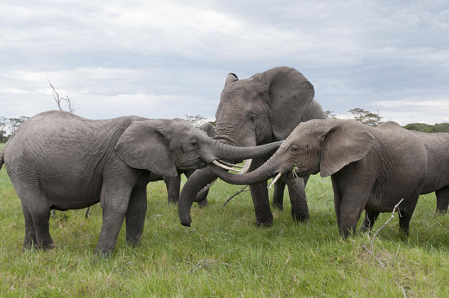 African Elephant Calves Playing Kenya Photograph by Tui De Roy