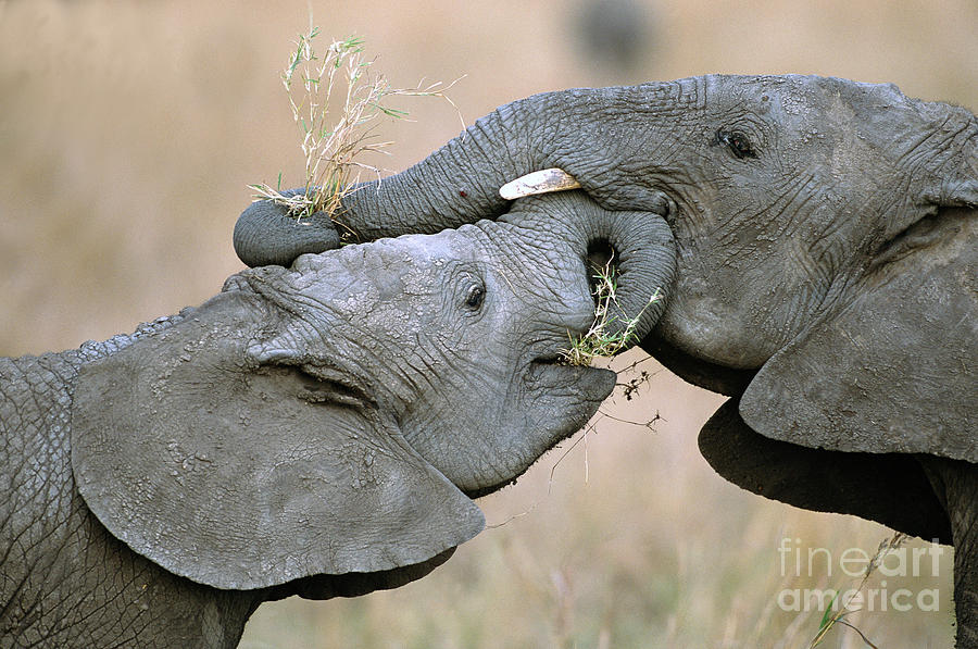 African Elephant Calves Playing  Photograph by Yva Momatiuk and John Eastcott