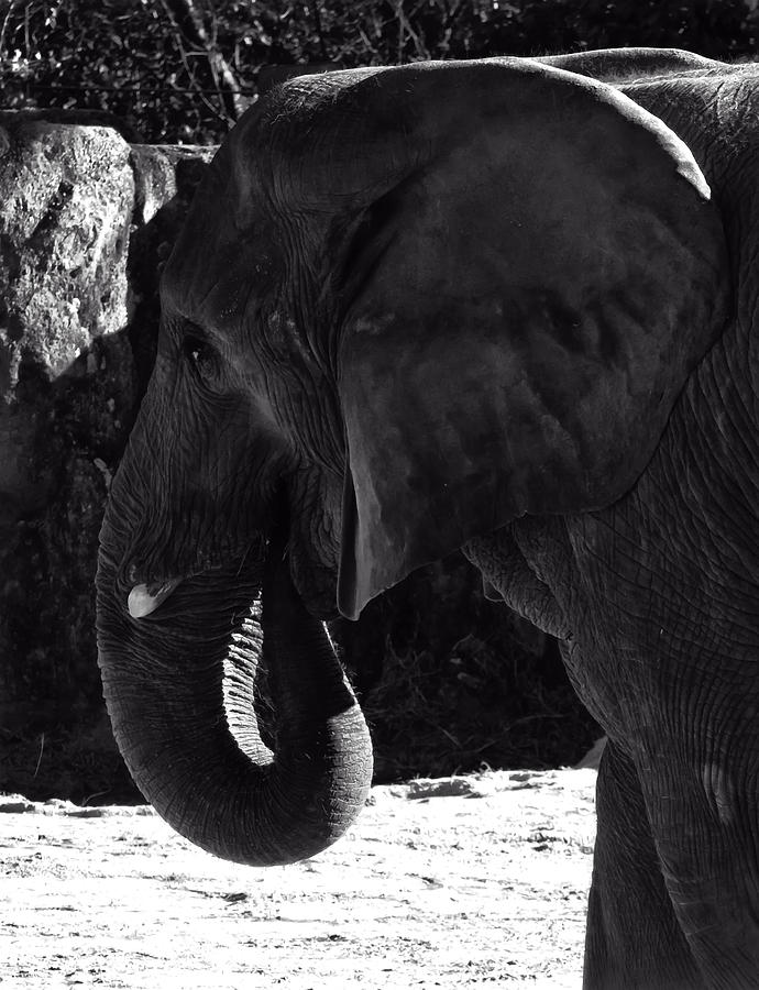 Animal Photograph - African Elephant by Flees Photos