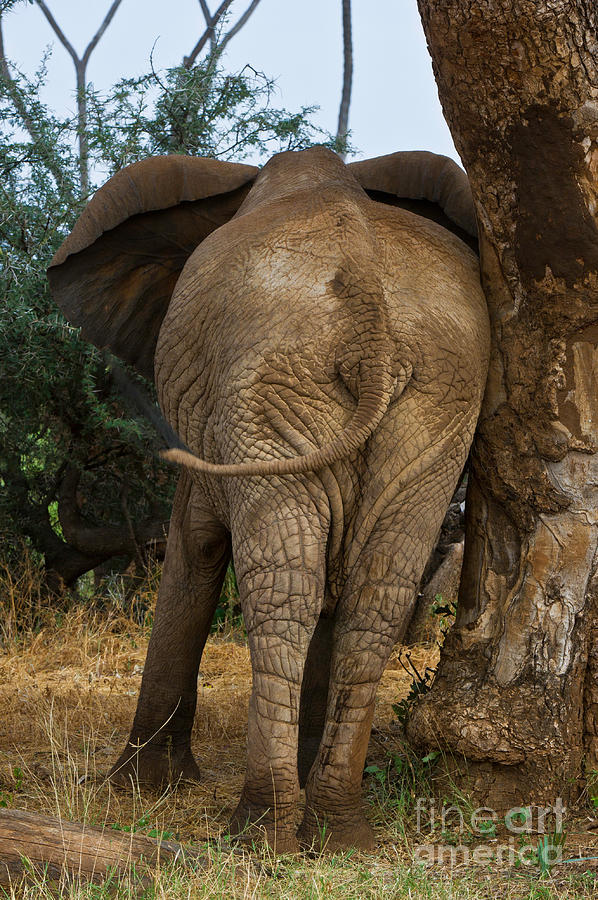 African Elephant Photograph by Daryl & Sharna Balfour
