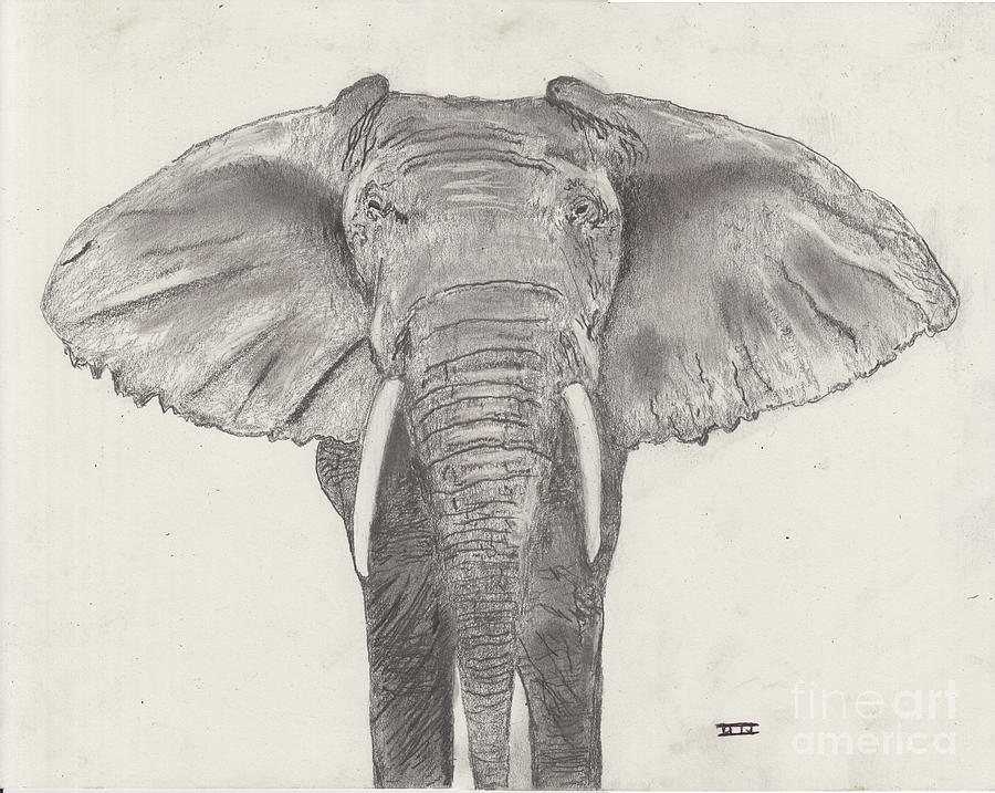 African Elephant Drawing by David Jackson