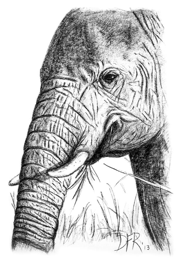 African Elephant Drawing by David Rabie | Fine Art America