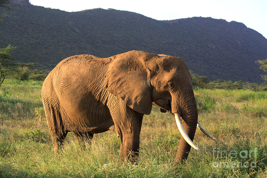 Tree Photograph - African Elephant by Deborah Benbrook