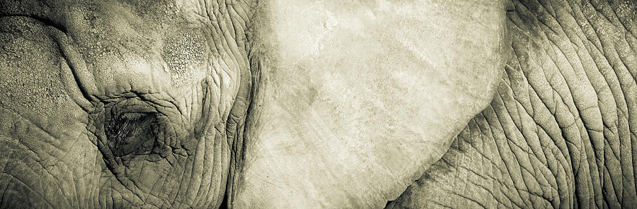 African Elephant detail with eye Photograph by Peter V Quenter