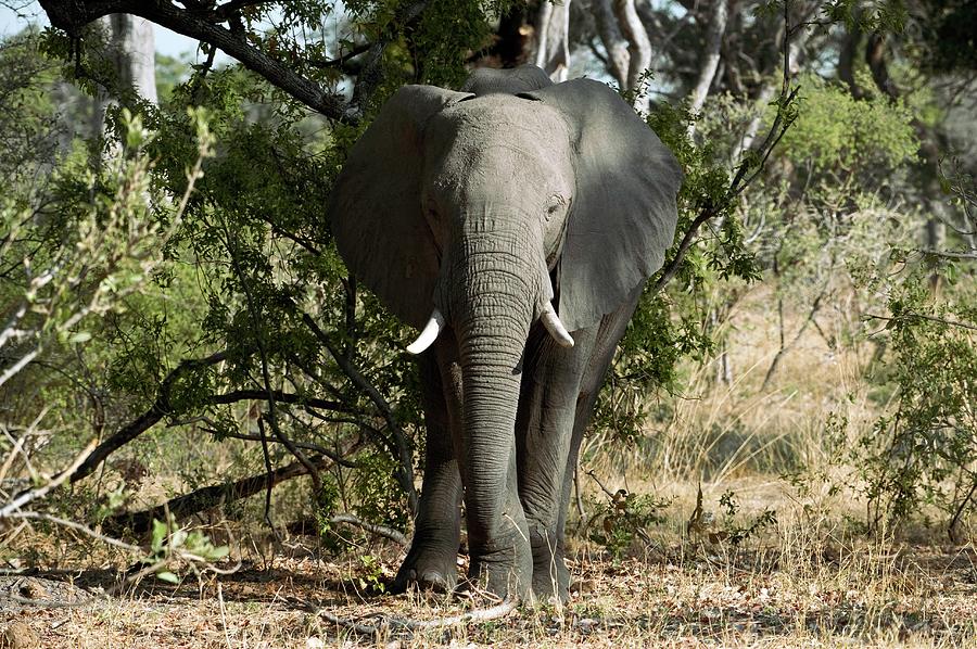African Elephant Photograph by Dr P. Marazzi/science Photo Library