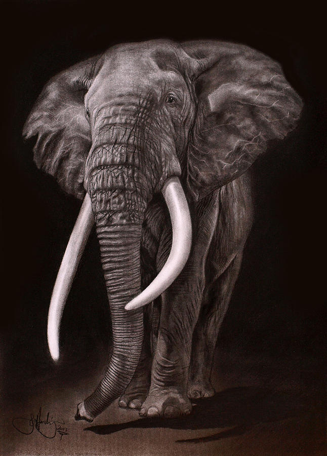 African Elephant Drawing by Sakthi Mohan | Saatchi Art-saigonsouth.com.vn