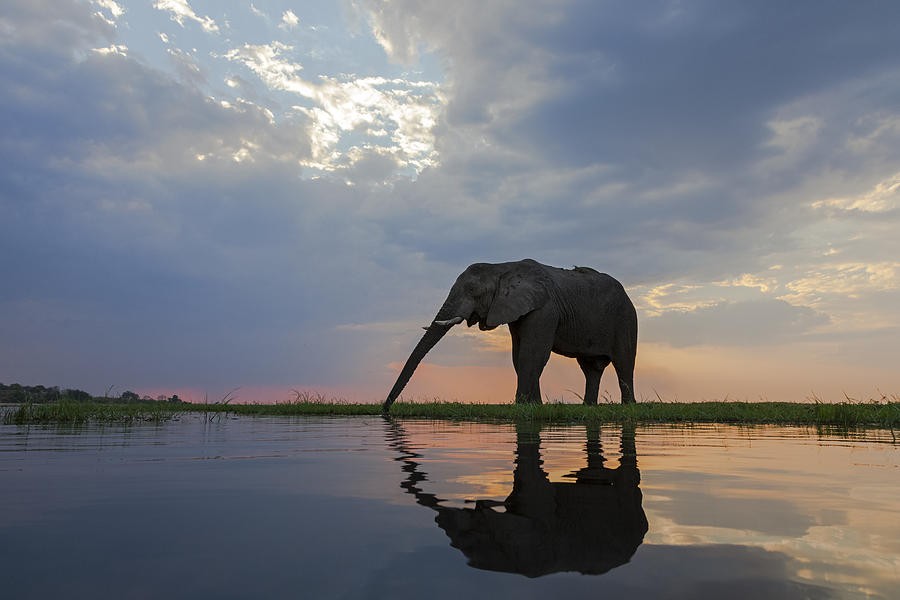 African Elephant Drinking Chobe River Photograph by Vincent Grafhorst