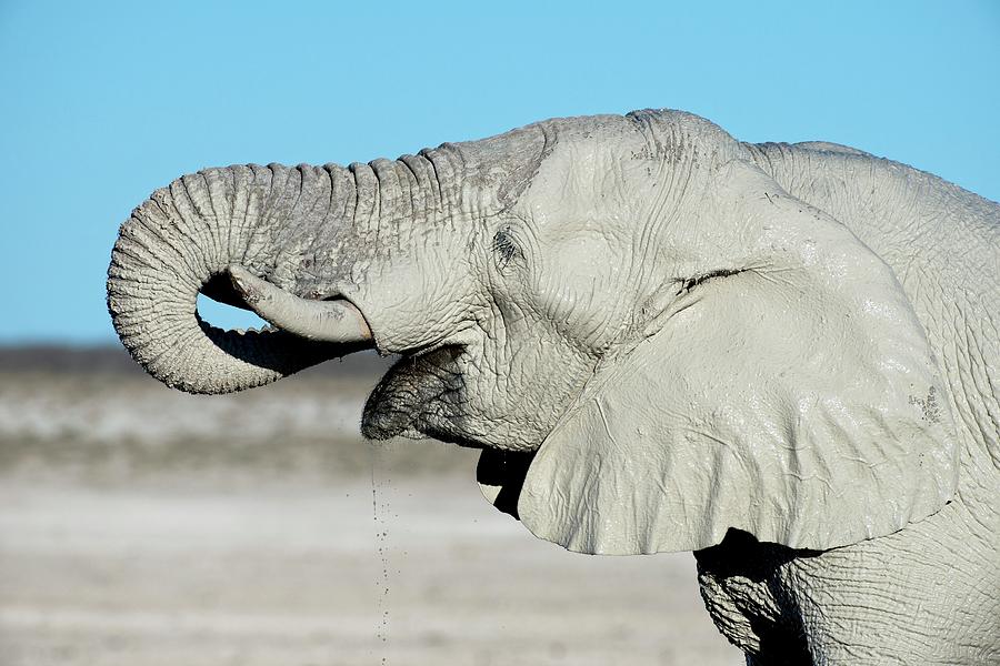 African Elephant Drinking Water Photograph by Tony Camacho