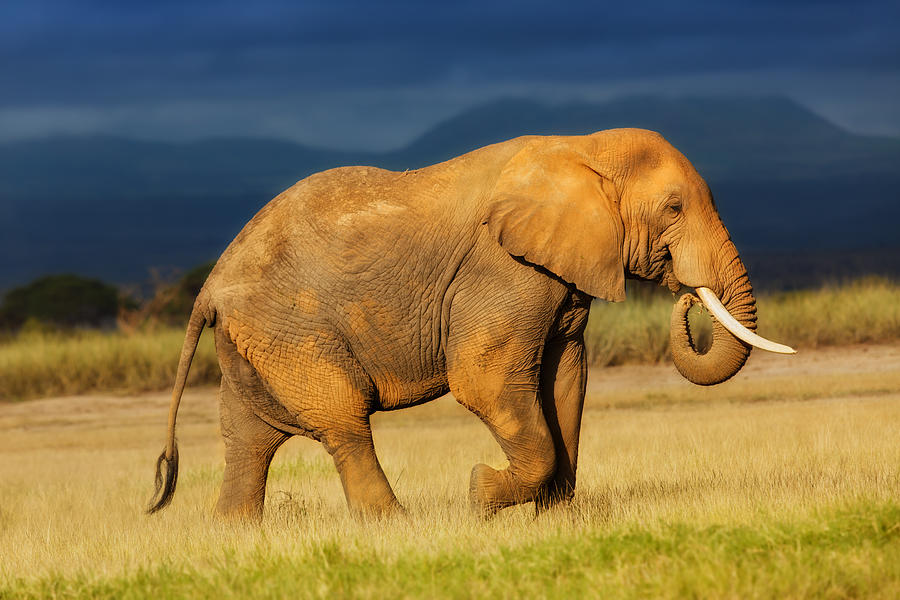 Animal Photograph - African Elephant eating grass by Maggy Meyer