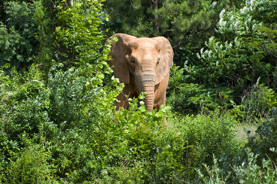 African Elephant eating in the shrubs Photograph by Flees Photos