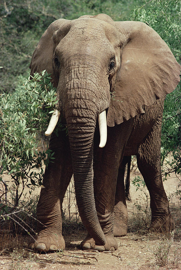 African Elephant Eating Samburu Kenya Photograph by Gerry Ellis