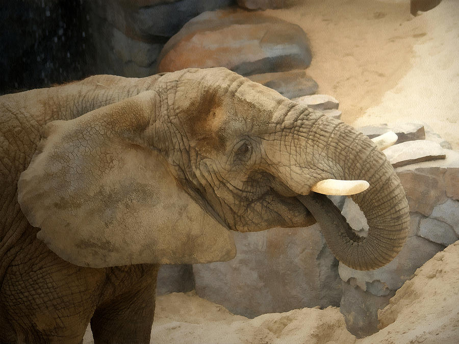 African Elephant Digital Art by Ernest Echols