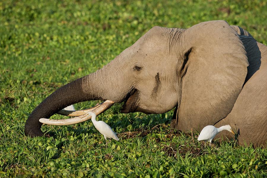 elephant feeding pillow