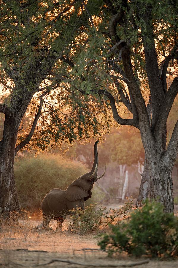 African Elephant Feeding At Dawn Photograph by Tony Camacho