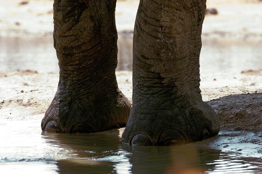 African Elephant Feet Photograph by Dr P. Marazzi/science Photo Library