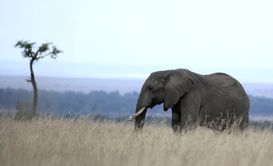 African Elephant Grazing Photograph by Ramabhadran Thirupattur