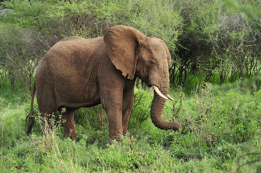 African Elephant Grazing Serengeti Photograph by Thomas Marent