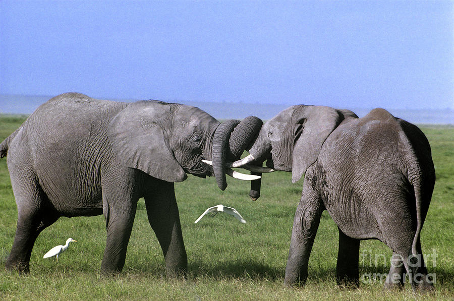 African Elephant Greeting Endangered Species Tanzania Photograph by Dave Welling