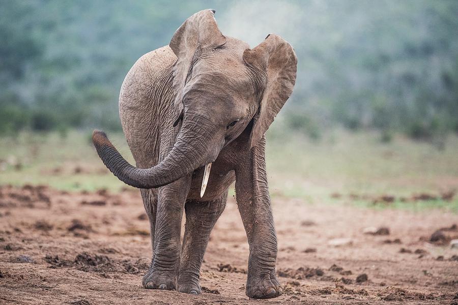 African Elephant Head  Shaking Photograph by Peter Chadwick 