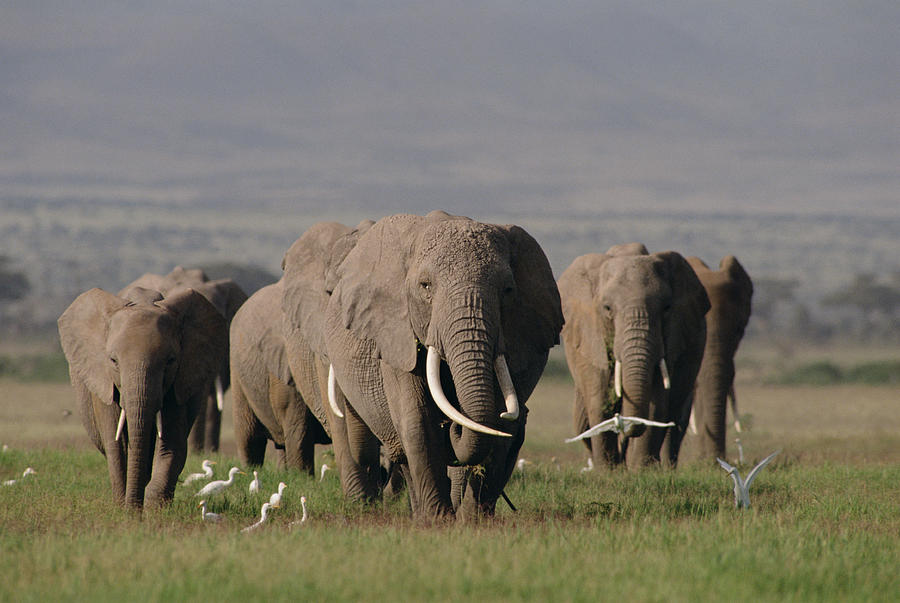 African Elephant Herd Amboseli Kenya Photograph by Gerry Ellis