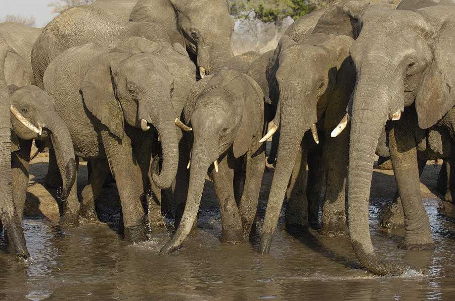 African Elephant Herd At Water Hole Photograph by Pete Oxford
