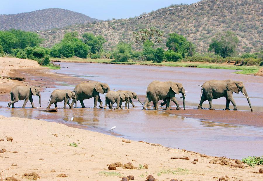 African Elephant Herd Crossing A River Photograph by John Devries/science Photo Library