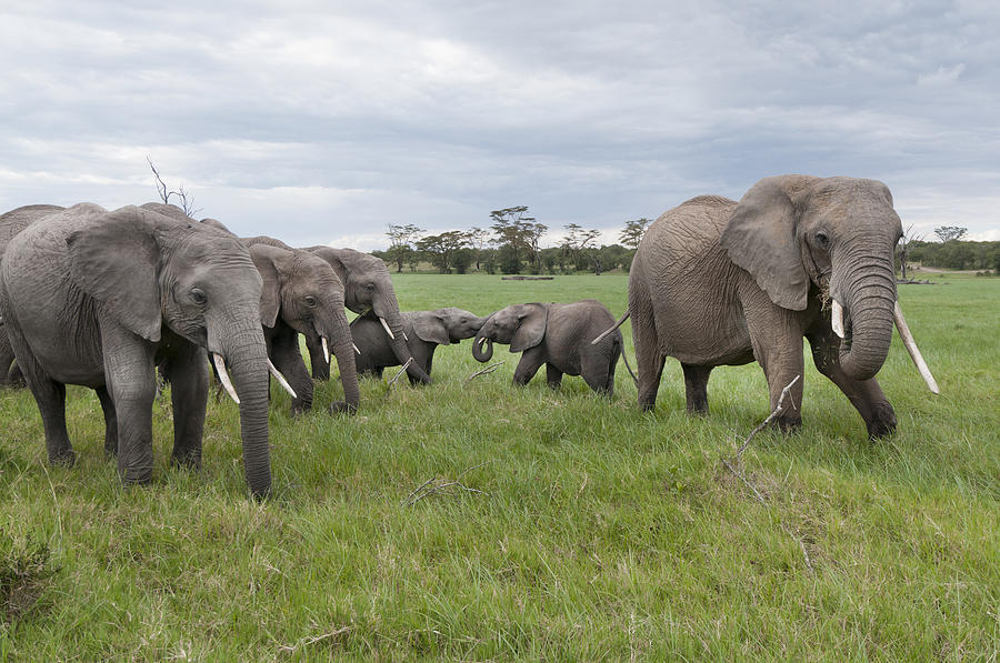 African Elephant Herd Grazing Kenya Photograph by Tui De Roy
