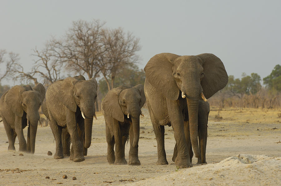 African Elephant Herd In Line Africa Photograph by Pete Oxford
