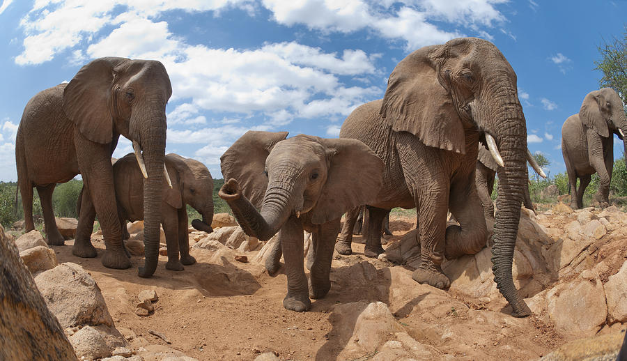 African Elephant Herd Kenya Photograph by Tui De Roy