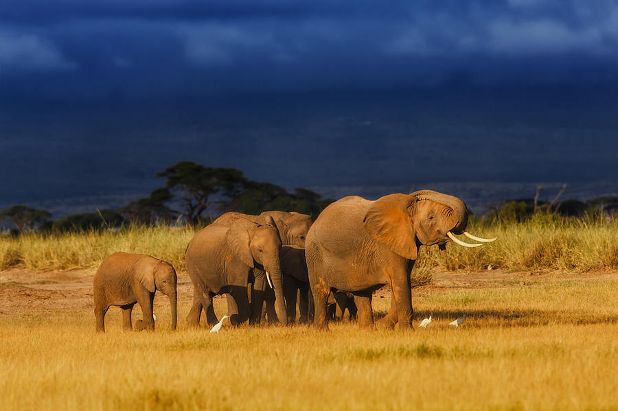 African Elephant Herd Photograph by Maggy Meyer - Pixels