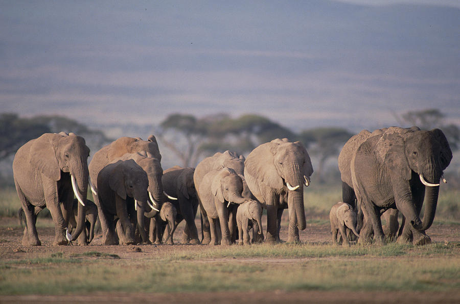 African Elephant Herd Walking Amboseli Photograph by Gerry Ellis